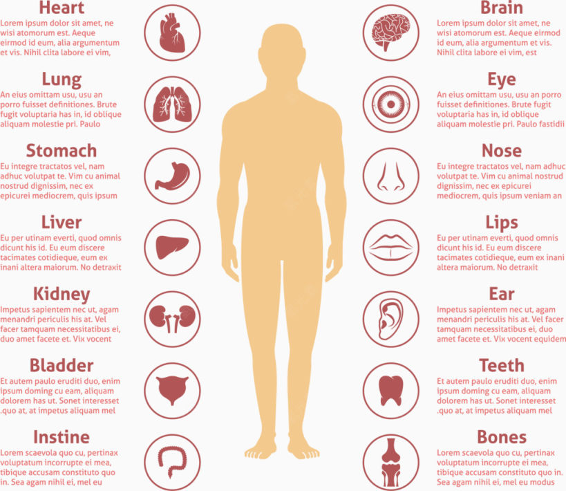 人体器官图标注释矢量素材下载