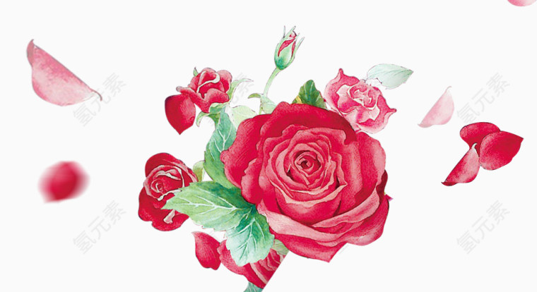 红花玫瑰