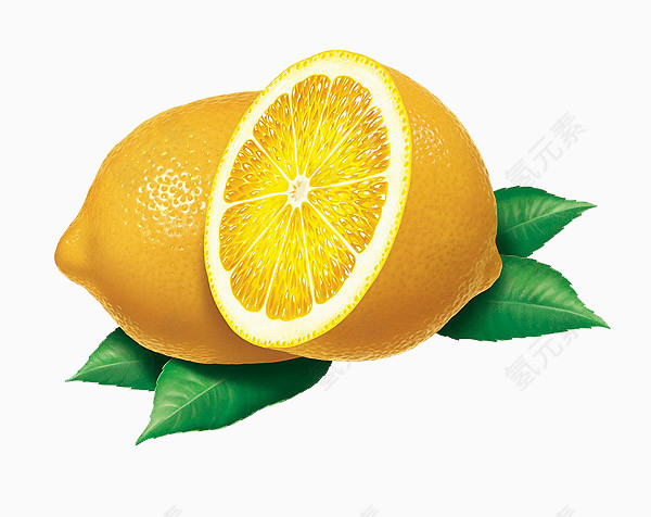超清晰的柠檬手绘