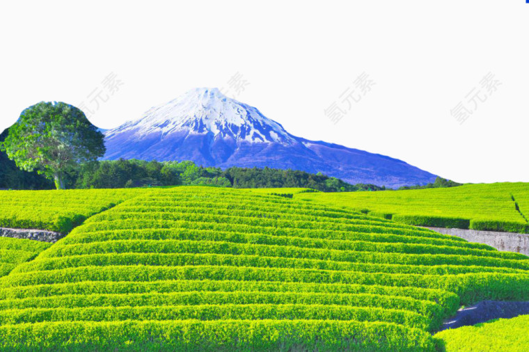 富士山茶田