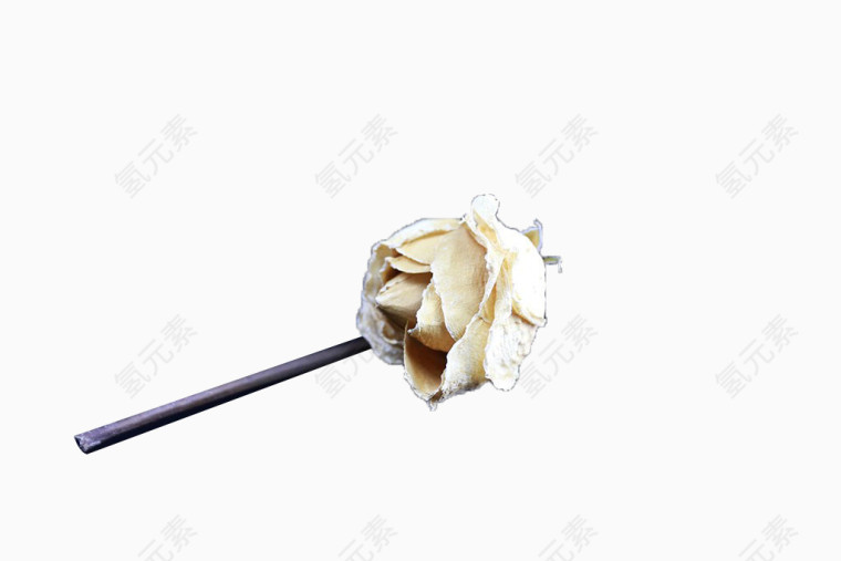 白色玫瑰干花