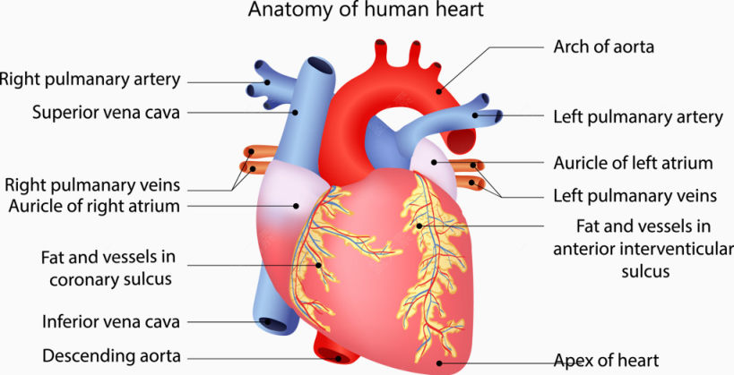 人体心脏血管结构分析图下载