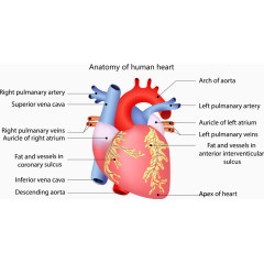 人体心脏血管结构分析图