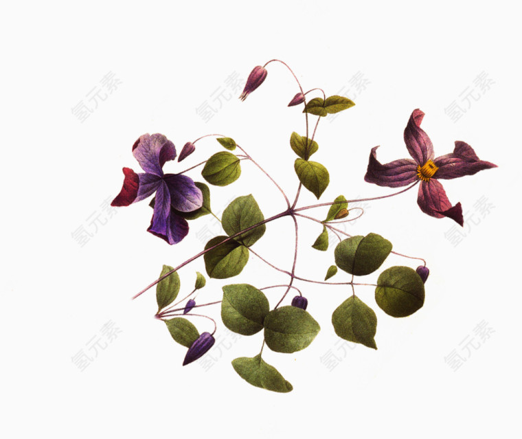 花，紫色花，紫色，淘宝素材