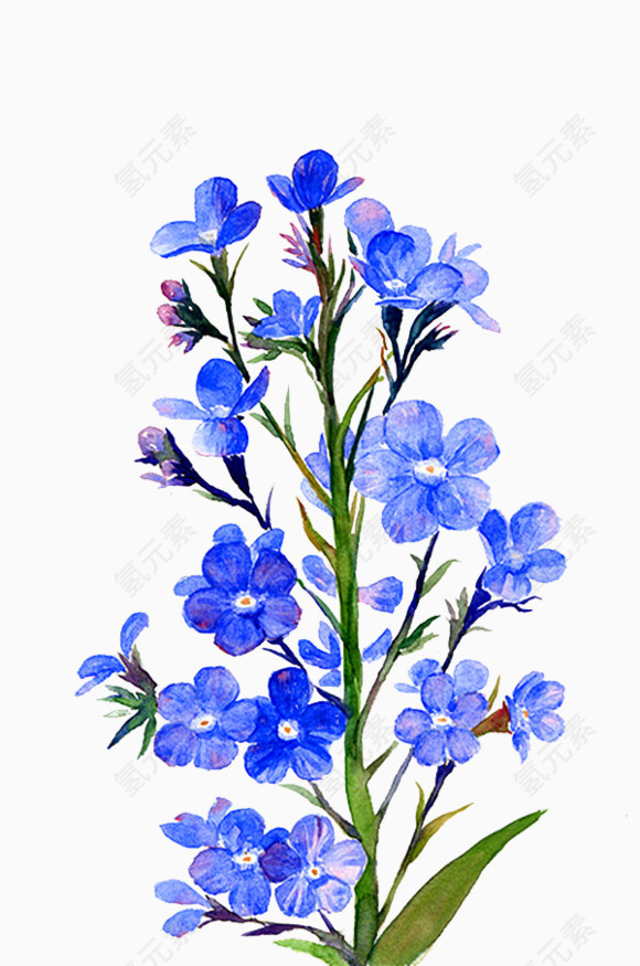 手绘蓝色小花