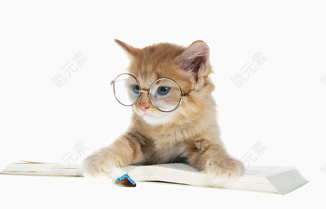 看书的小猫