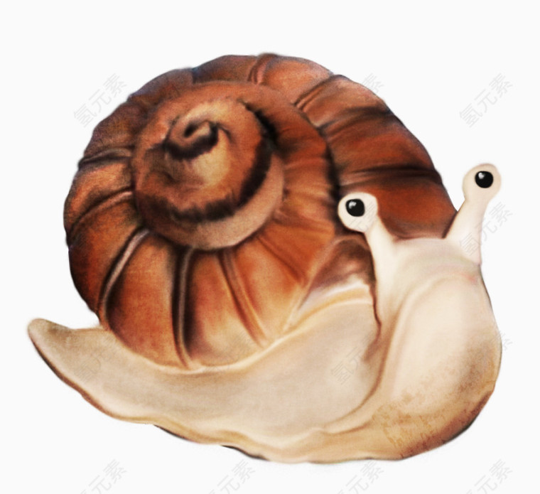 棕色花纹蜗牛