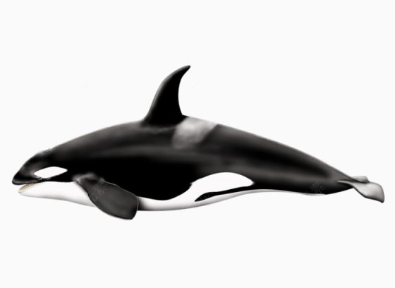 海洋动物海豚下载