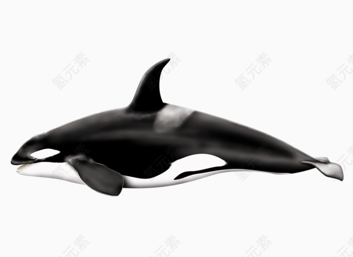 海洋动物海豚