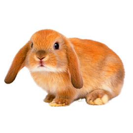 长毛兔小兔子