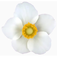 白色装饰小花