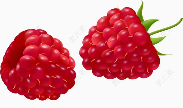 水果树莓图