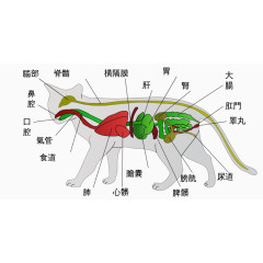 宠物猫器官分析图