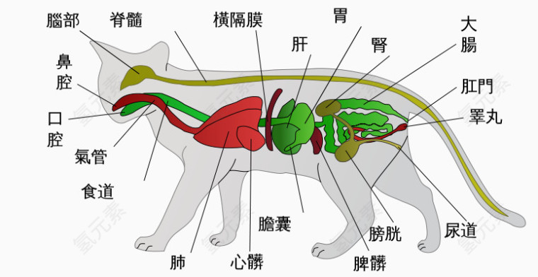 宠物猫器官分析图