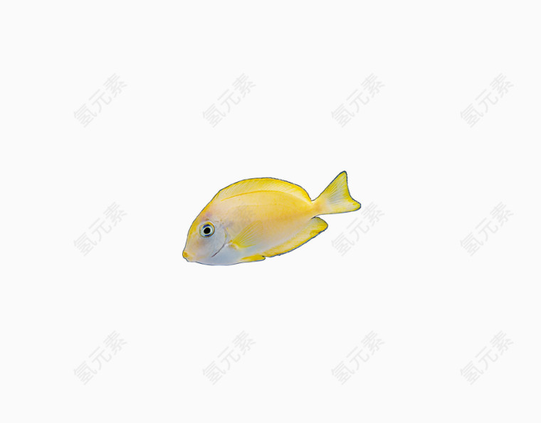 黄色可爱鱼