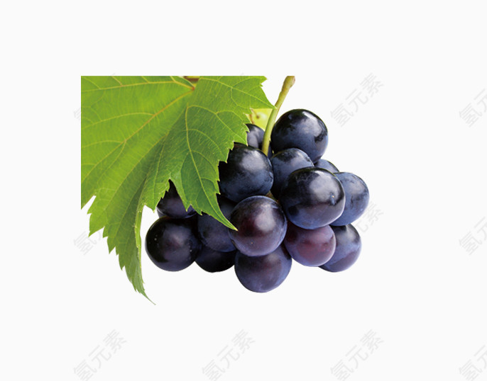 黑色葡萄