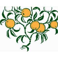 橙子 黄色 植物