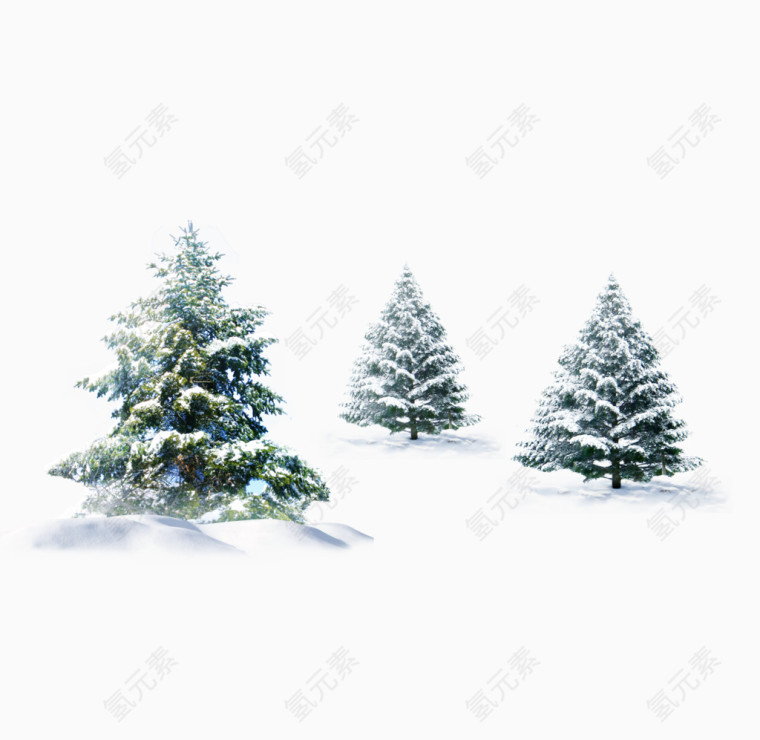 雪地里的松树