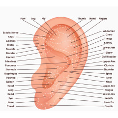 矢量卡通人耳朵穴位图