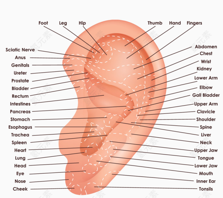 矢量卡通人耳朵穴位图