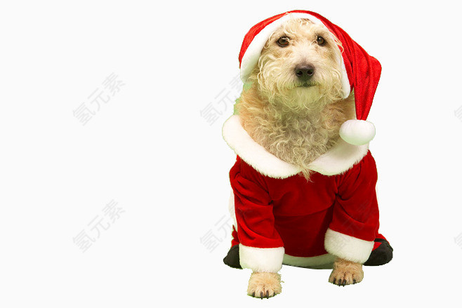 圣诞狗狗