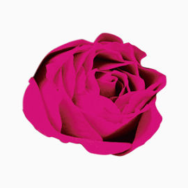 紫色玫瑰花浪漫美容图片
