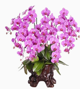 紫色花瓶花束