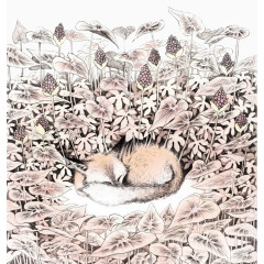 沉睡森林-狐狸