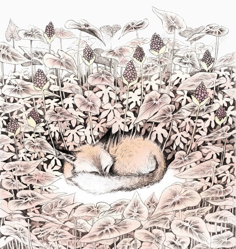 沉睡森林-狐狸