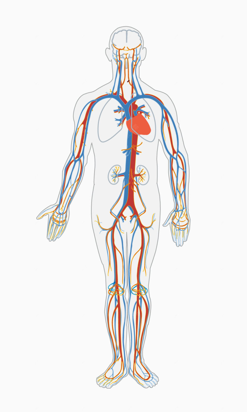 人体血液循环系统下载