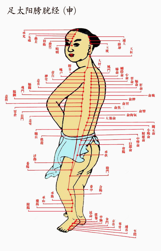 足太阳膀胱经下载