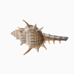 棕色艺术海螺