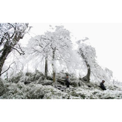 雪树茂林