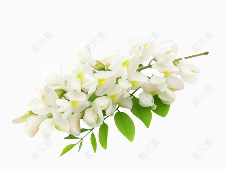 洋槐花白色植物素材