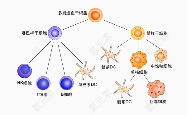 造血干细胞图