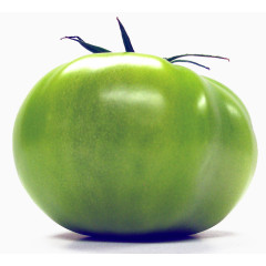 绿色的番茄