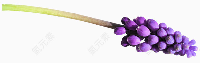紫花png图片