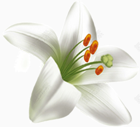 美丽的白色百合花