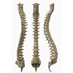 人体脊椎骨图片