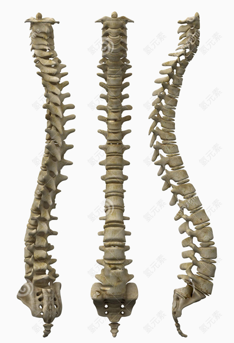 人体脊椎骨图片