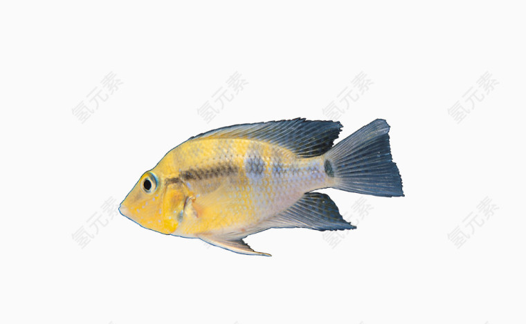 黄灰色鱼
