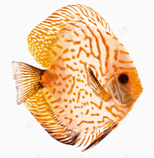 条纹橘色鱼