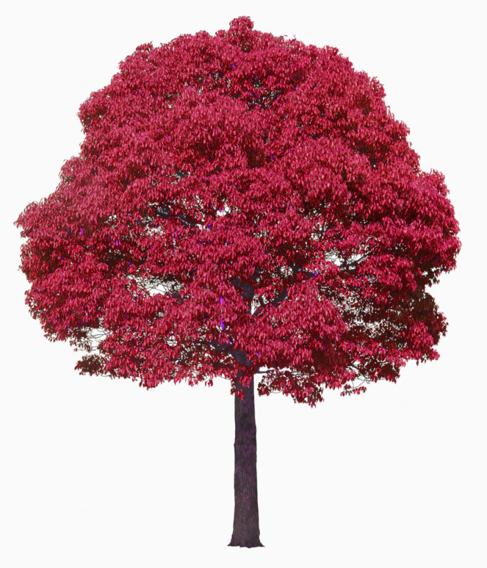 红色大气树木装饰图案下载