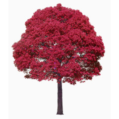 红色大气树木装饰图案