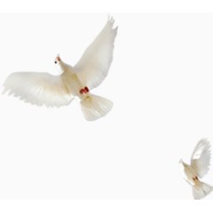 飞翔的白鸽子