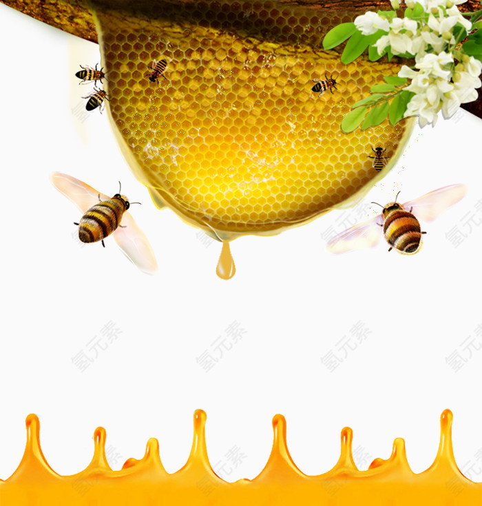 蜂蜜蜜蜂