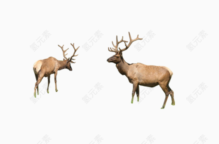 梅花鹿，鹿，动物