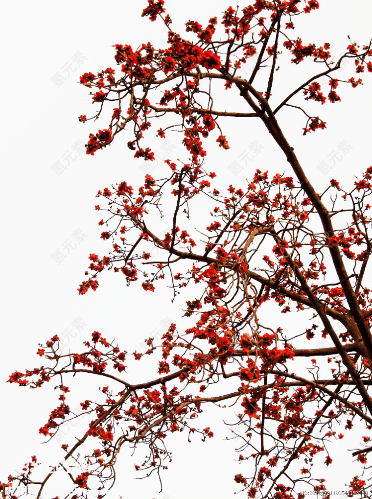 红色木棉花树