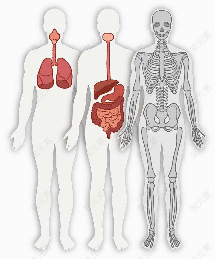 矢量手绘人体