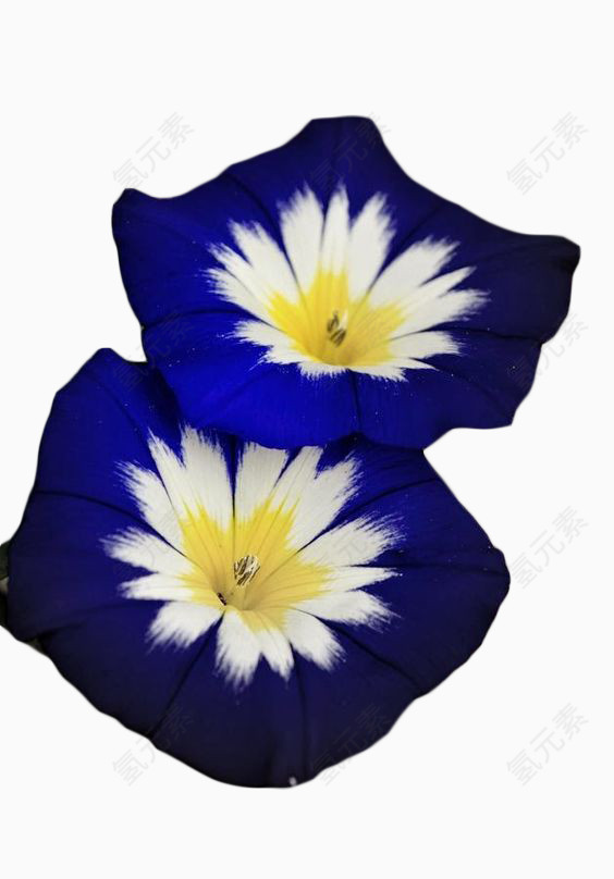 两朵蓝色花